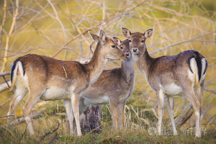 三只休耕鹿damadama在秋天站在一起秋天的雾和自然的颜色在背景上清晰