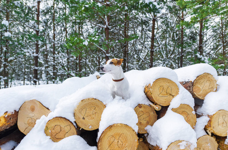 一只小狗在背景上摆姿势，在冬天的森林里伐木时堆着锯成的圆木