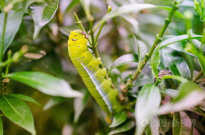 绿虫正在花园里吃些叶子并有选择性地集中注意力