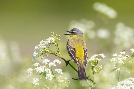 motacillaflava)的特写镜头,在春季阳光明媚的一天在野生大麦草中唱歌