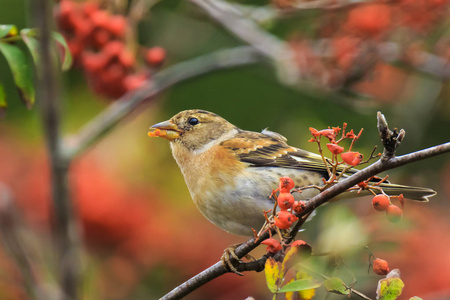 黄鹂鸟怎么叫图片