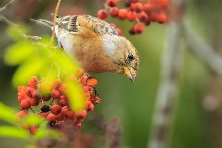 鸡树果在冬季羽毛中,一只雄性的蹦蹦跳跳的鸟凤在一片森林中的特写