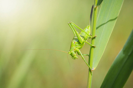 特写宏产卵方式雌性大绿灌木蟋蟀的宏观特写与产卵器.照片