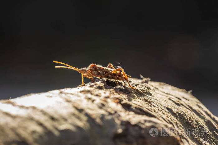 西方针叶树种子虫昆虫钩舌虫或wcsb在明亮的阳光下在木材上爬行