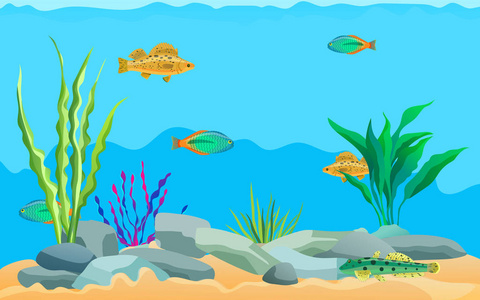 多彩多姿的海洋动物水上植物和石头