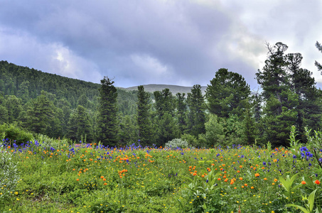 俄罗斯阿勒泰山区山谷盛开的高山草甸夏季风景如画,有蓝色野生阿奎利
