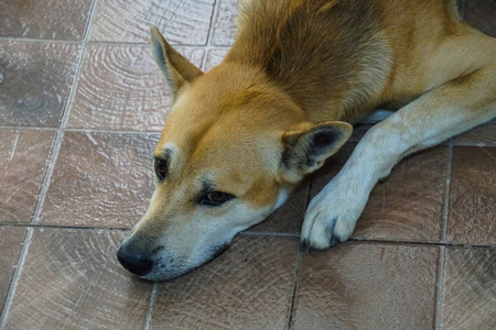 棕色的狗躺在地板上图片