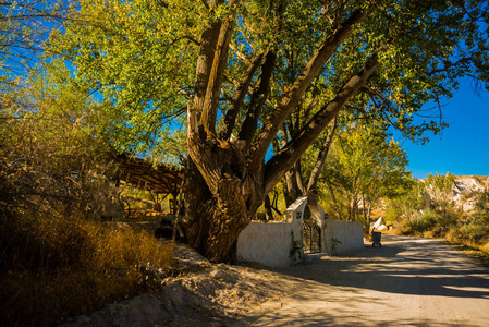 戈尔梅地区安纳托利亚火鸡在阳光明媚的天气下，这条路通向树附近的岩石和栅栏。