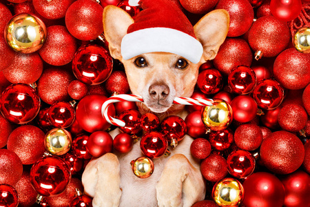 吉娃娃波登科狗带着圣诞老人的帽子，圣诞假期用圣诞球背景和糖果棒休息