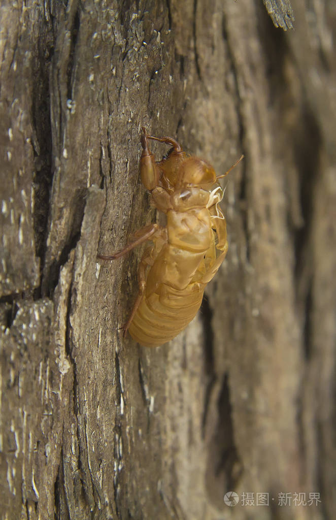 在自然树上的蝉虫蜕皮