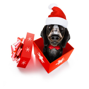圣诞老人圣诞老人达克顺德香肠狗作为节日季节惊喜从礼物或礼物盒与红色帽子隔离在白色背景。