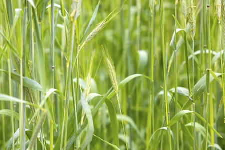 大麦的绿色耳朵
