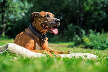 脊背狗躺在草坪上伸出舌头。 快乐的狗概念。 狗喜欢外面的太阳。
