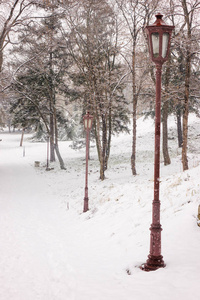 公园里积雪下的常绿树木，在田野的浅深处