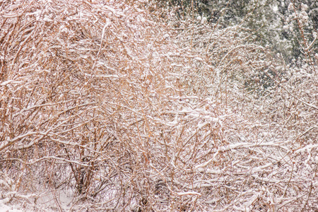 公园里白雪皑皑的树木注着浅深的田野