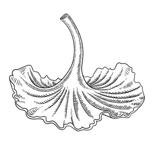手绘的香菇素描查出在白色照片
