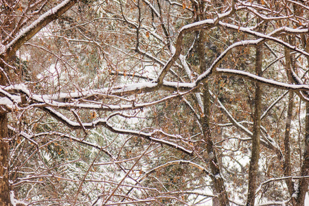 公园里白雪皑皑的树木注着浅深的田野