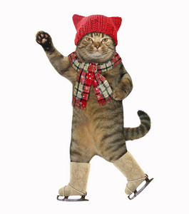 戴着针织帽子和围巾的猫在滑冰。 白色背景。