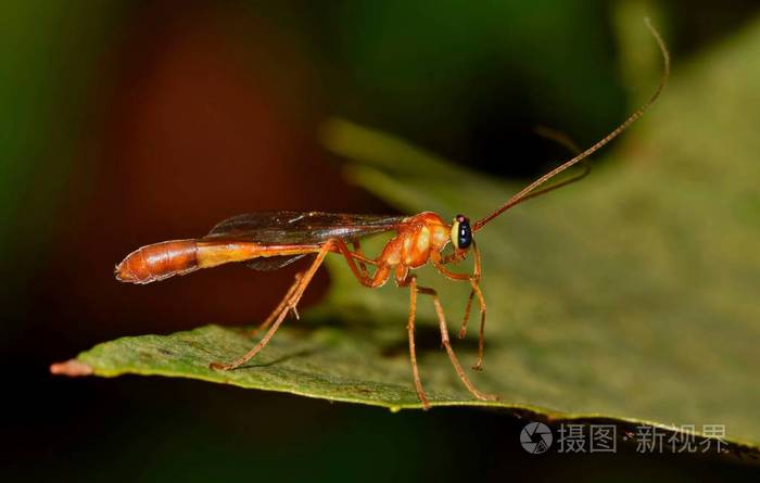 从侧面看一只肺炎黄蜂在叶子上这些是常见的黄蜂是寄生蜂家族的一部分