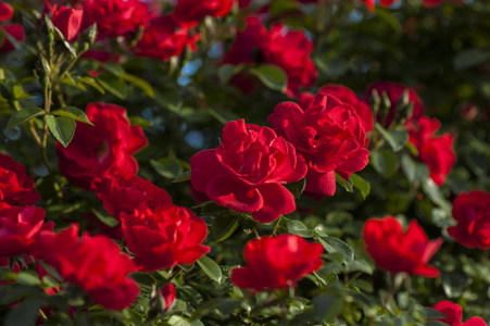 花园里盛开着一丛丛红玫瑰.照片
