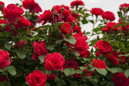 花园里盛开着一丛丛红玫瑰.照片