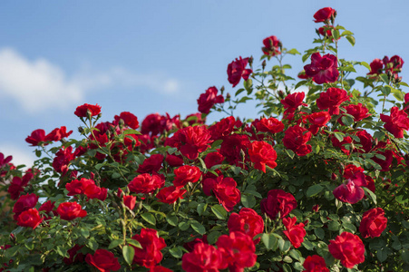 绿色灌木丛背景上有花蕾的红色玫瑰。 一丛丛红玫瑰在蓝天的背景下绽放。