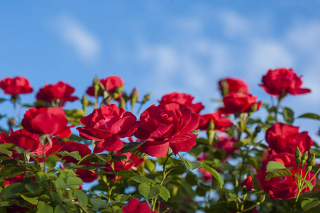 绿色灌木丛背景上有花蕾的红色玫瑰.