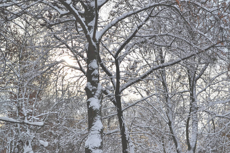 冬天的自然。 下雪的日子。 被雪覆盖的树枝。 寒冷的天气。