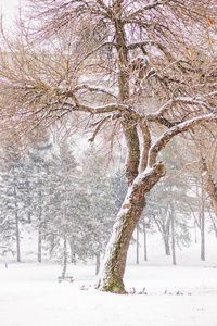 公园里白雪皑皑的树木注着浅深的田野