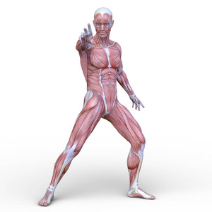 肌肉人的三维CG渲染