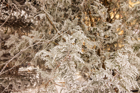 被雪覆盖的常青树的枝条