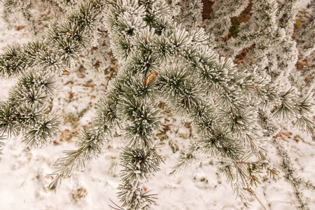 被雪覆盖的常青树的枝条