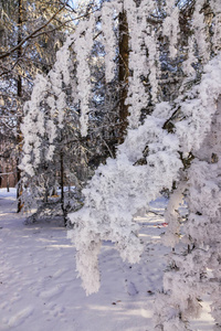 森林中的树木在雪下注浅的田野深度