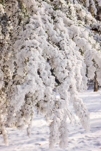 森林中的树木在雪下注浅的田野深度