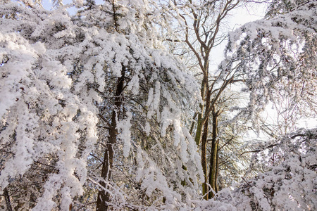 森林中的树木在雪下注浅的田野深度