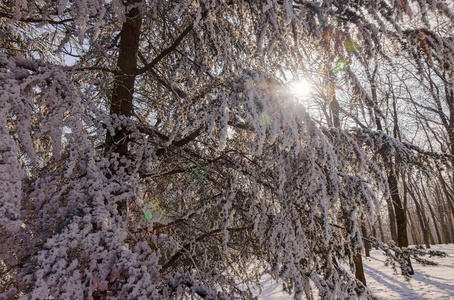 阳光明媚的一天下着雪的森林注浅田深
