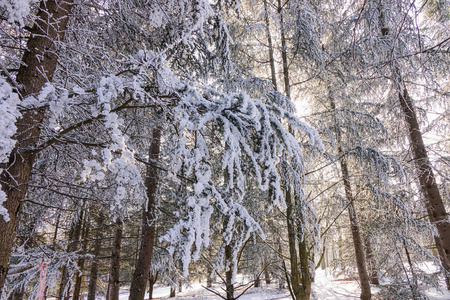 雪下森林中的树木