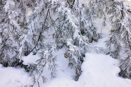 森林中的树木在雪下注浅的田野深度