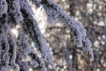 森林中的树木在雪下注浅的田野深度