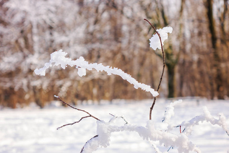 森林中的树木在雪下注浅的田野深度