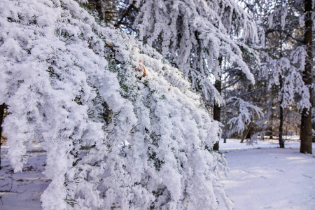 森林中的树木在雪下注浅的田野深度