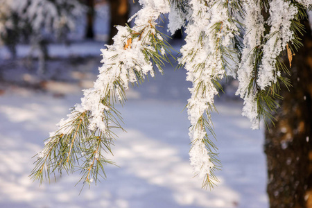 冰雪覆盖的常绿树枝