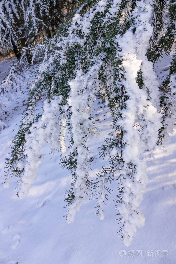 冰雪覆盖的常绿树枝