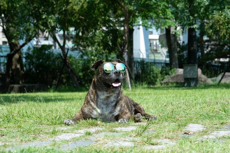 快乐的狗带着太阳镜，斗牛，在公园里。