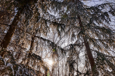 阳光明媚的一天下着雪的森林注浅田深