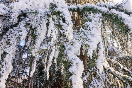 冰雪覆盖的常绿树枝