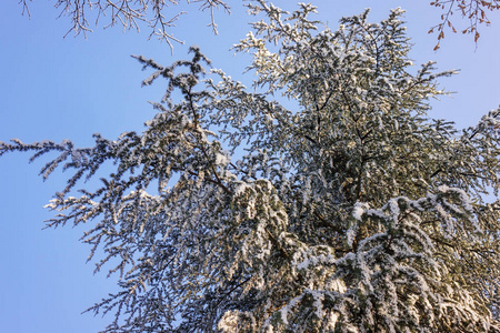 冰雪覆盖的常绿树枝