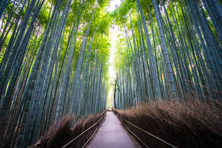 日本京都山森林竹林的美丽景观