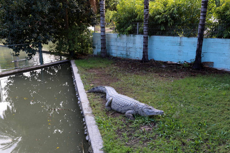 鳄鱼生活在以色列北部哈马特加德尔苗圃的河岸上