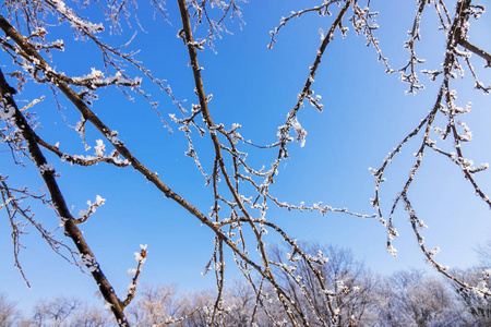 冰雪覆盖下的树冠裸露的枝干，注意深浅的景深